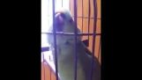Parrot imiterer en baby gråte