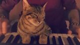 Der Musiker und seine Katze