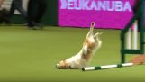 Un perro excitado en competición de la agilidad