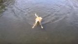 En hund svømning i vandet foran