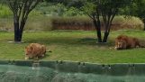 Leoaica încercând să atace vizitatorii un parc safari