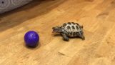 hravý korytnačka