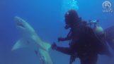 Shark søger hjælp fra en dykker
