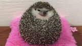 Hedgehog दुर्घटना