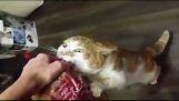 Boris, un gato glotón de Rusia