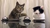 Kaksi kissaa vaativat ruokansa