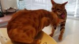 Een kat helpt haar vriend te verlaten van de dierenarts