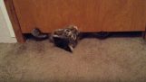 The fat cat passes under the door
