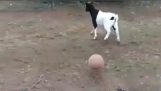The goat did not go well with the ball