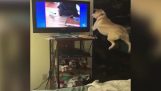 Bir köpek köpekler TV ile oynamak istiyor