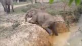 Un pequeño elefante buscando la ayuda de mamá