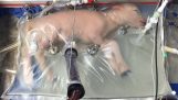 Um cordeiro prematura cresce no saco amniótico artificial