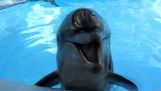 The dolphin laughing