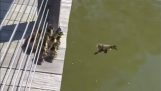 ördekler suda büyük bir sıçrama yapmak