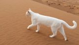 Hogy a macska elhagyja lábnyomok a homokban