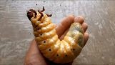 La transformation du plus grand coléoptère du monde