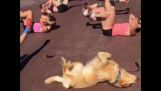 Hond imiteert vrouwen die gymnastiek