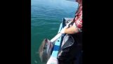 Australian Shark vs.