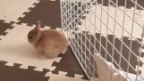 Bunny escaped