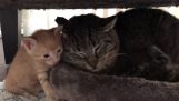 Kittens calm a wild stray cat