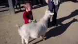 Chèvre effrayer un petit enfant