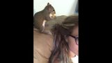 Lo scoiattolo nasconde il suo cibo per i capelli di una donna