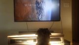 TV izlemek için seven köpek