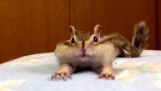 Ένας σκίουρος απολαμβάνει τα φρέσκα σεντόνια
