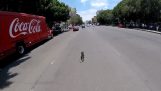 Велосипедист гонится собака в середине дороги (Мексика)