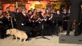 Streunender Hund nähert sich ein Orchester und entspannende Musik