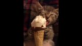 アイスクリームを楽しんで子猫