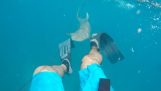 Fischer erhält von Hai-Angriff