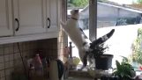 Kočka ničí kuchyň v 15 sekund