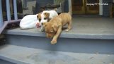 Psi i stepenice