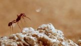 Den dödliga fällan myrmileonta