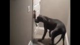 Koira löytää tapa avata ovi