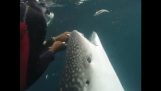 Potápěč pomáhá velrybu odstranění řádku z úst
