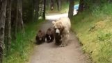 Turysta stoi grizzly z jej młodych
