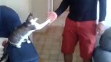 Привітання з кішкою