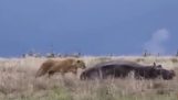 Lioness attaccando un ippopotamo
