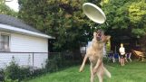 Hond probeert om een ​​frisbee te vangen (mislukken)