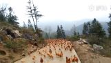 Poľnohospodár v Číne zhromažďovaní kurčatá na jedlo