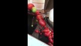 A fast sorting plant for tomatoes