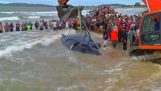 Honderden mensen te helpen een bultrug te keren naar water