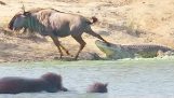 Hippo hjälper en gnu attackerad av krokodil