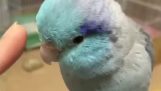 Papegojan är rädd för ett finger med målade ansikte