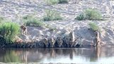 20 løver drikke vand langs floden