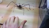 משחק עם עכביש Euphrynichus Amanica