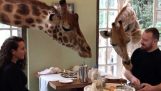 Café da manhã com girafas