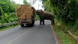 Ein Elefant stiehlt einen Heu-Ball von vorbeifahrenden LKW